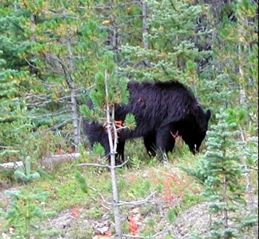 bears near Maligne Lake, Jasper, Canada