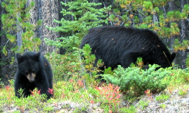 bears near Maligne Lake, Jasper, Canada