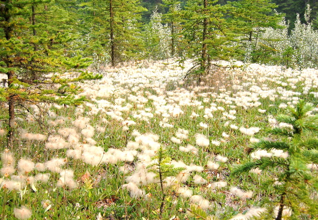 field of puffs, Spray River, Banff