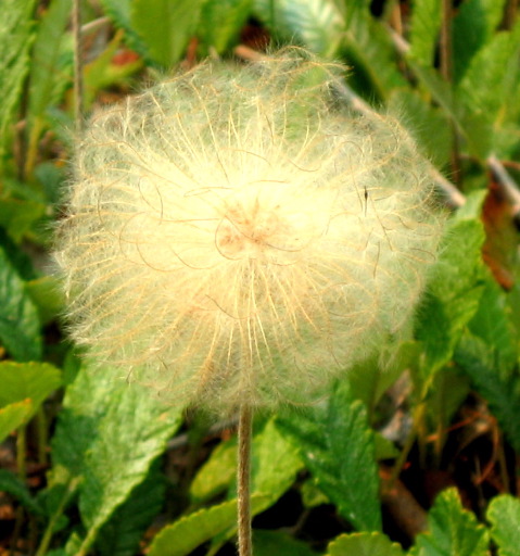 single puff, Spray River, Banff