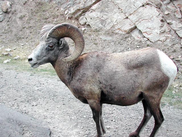 bighorn sheep near Banff, Canada