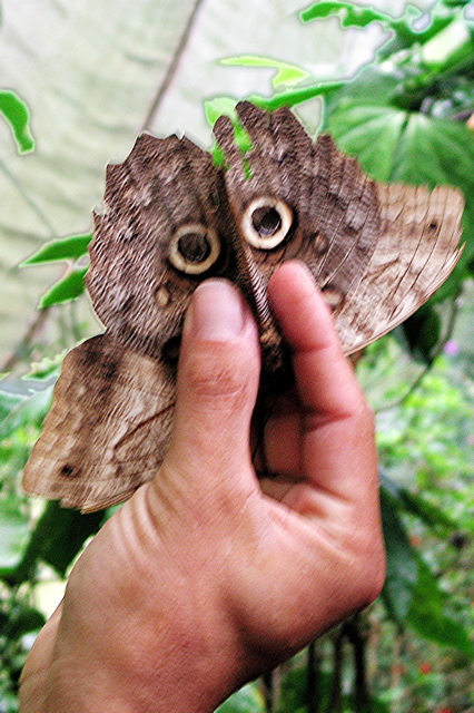 Owl butterfly