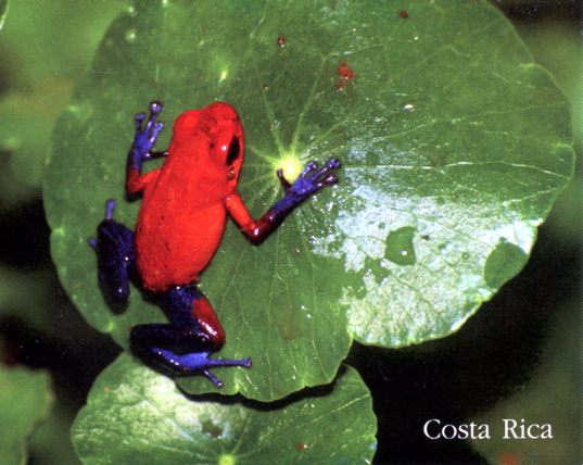 Blue Jean frog