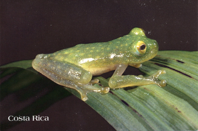 Glass frog