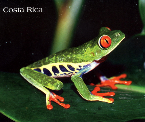 Red-eyed tree frog