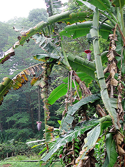 Banana blossoms