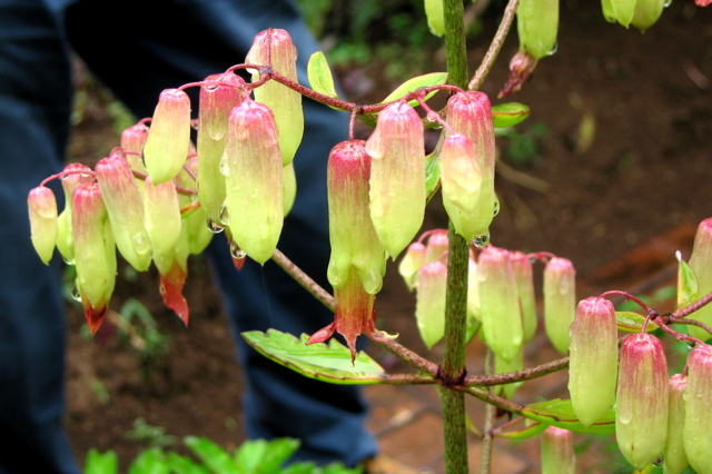 Flowers--nature walk