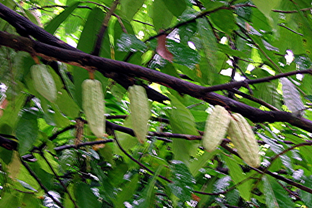 Cocoa beans