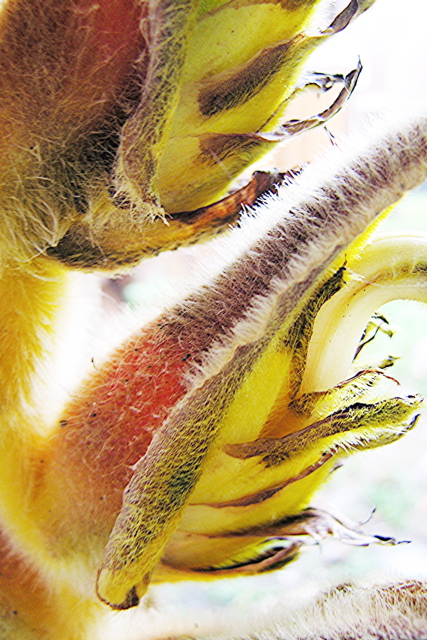 Heliconia close-up