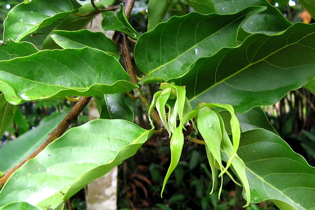 Ylang-ylang