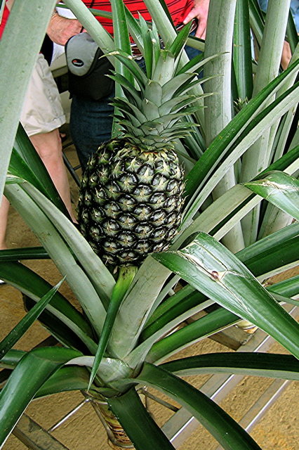 Pineapple plant