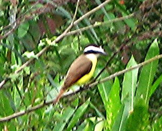 Kiskadee flycatcher