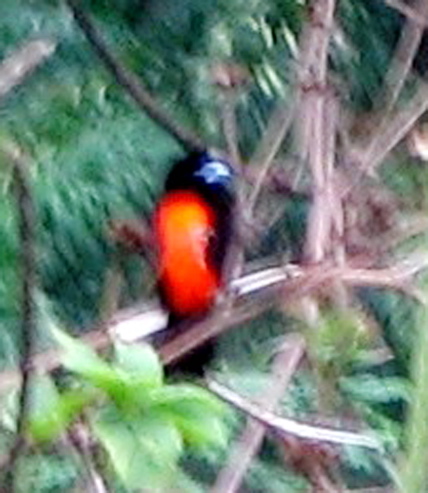 Crimson-collared tanager