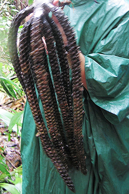 Palm fruit