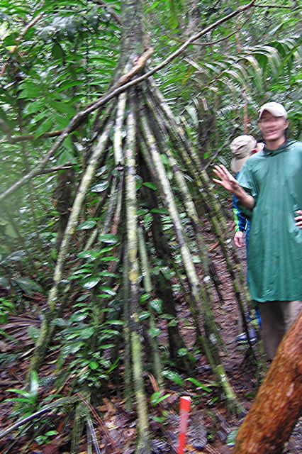 Walking palm