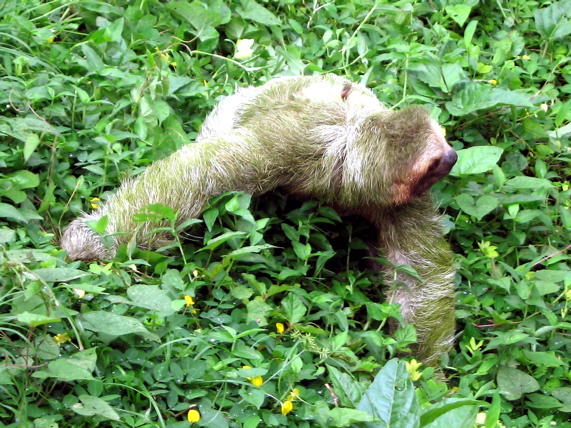 Sloth 1