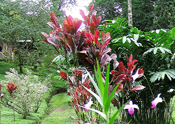 Bosques de Chachagua--nature walk 1