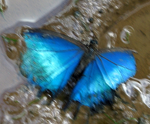 Blue Morpho butterfly