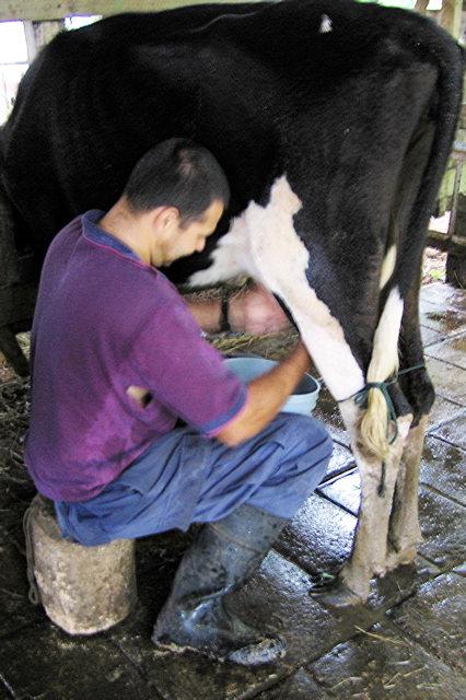 Milking a cow