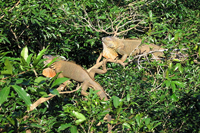 Iguanas 1