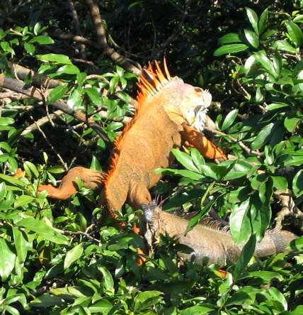 Iguanas 2