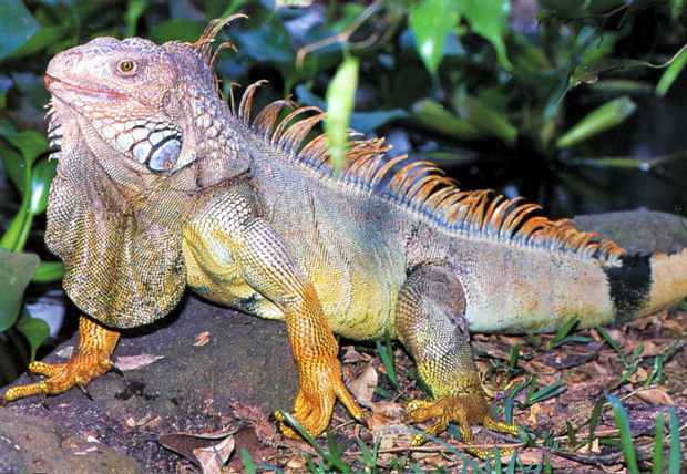 Iguana