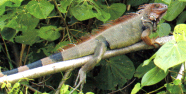 SafariIguana