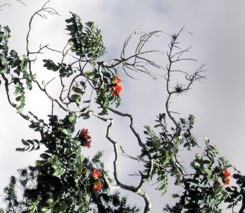 tree with orange flowers