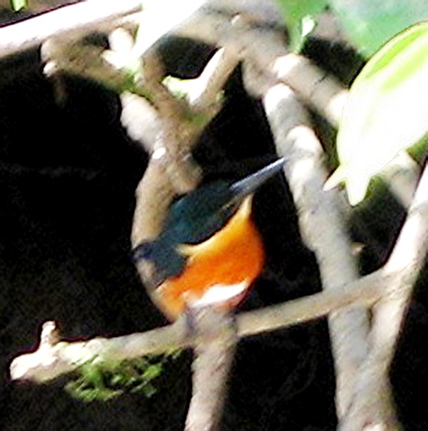 Rio Frio ride--American pygmy kingfisher