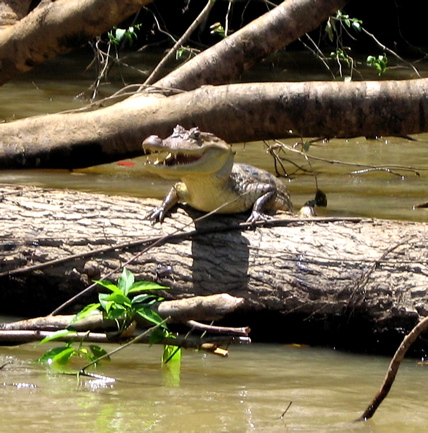 Rio Frio ride--laughing caiman