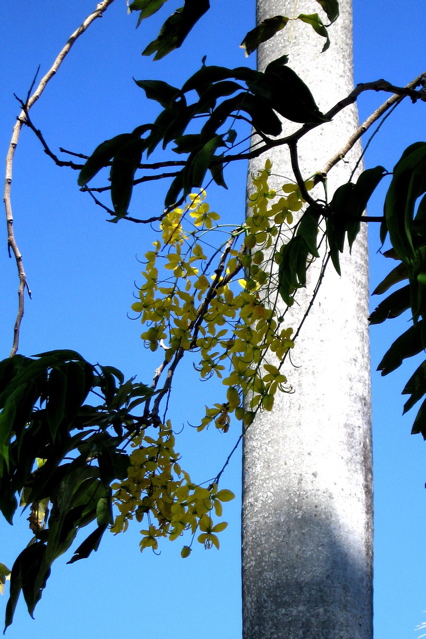 Cassia tree 1