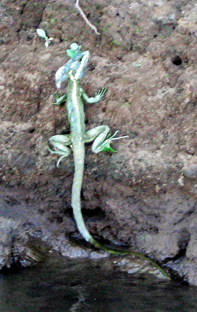 Rio Taracoles ride--basilisk lizard