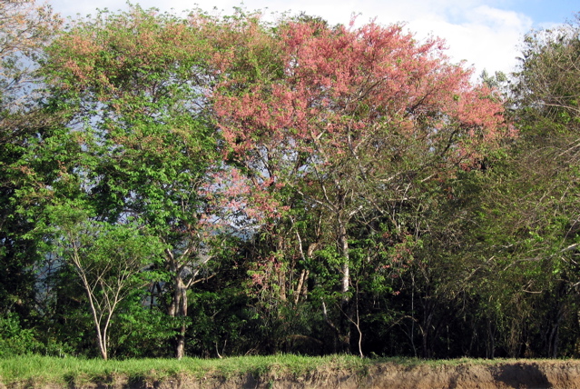 Rio taracoles trip--pink trees