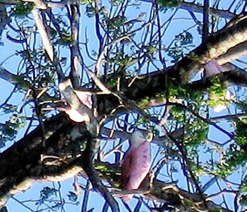 Rio Taracoles trip--Roseate Spoonbills