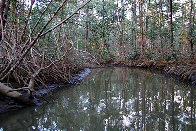 Rio Taracoles trip--mangroves