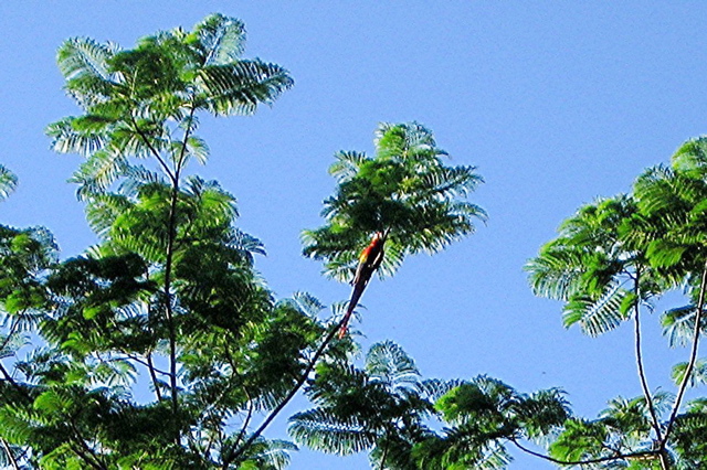 Scarlet macaw