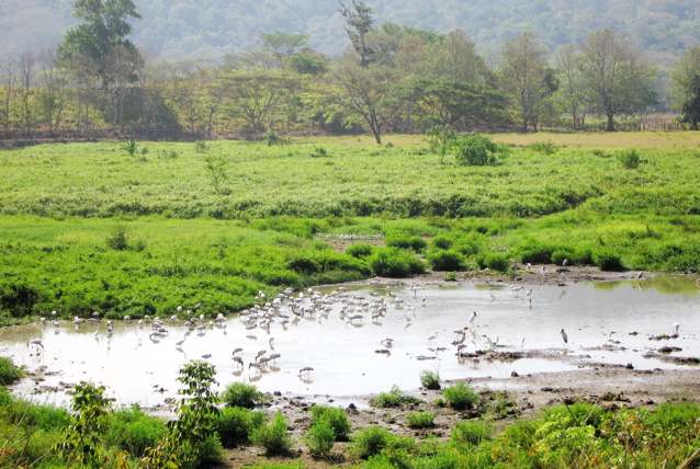 Pond of birds