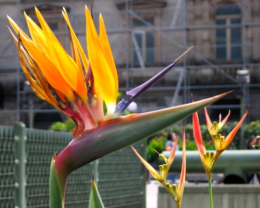 Bird of Paradise