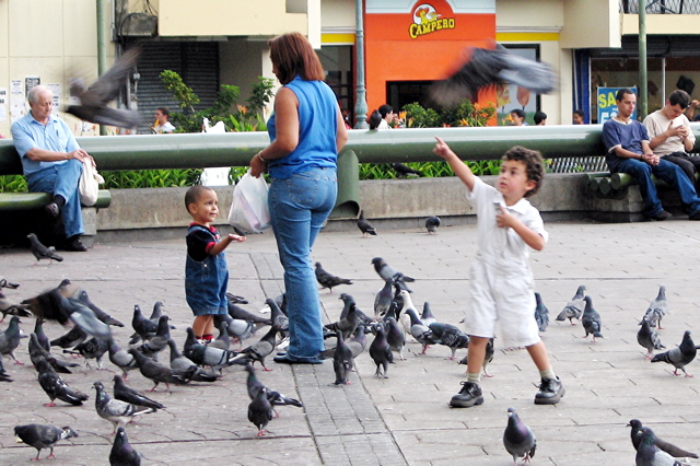 San Jose pigeons