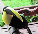 Bosques de Chachague--pet toucan 3