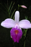 Arthur's orchid