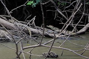 Rio Frio ride--3 caimans