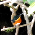 Rio Frio ride--American pygmy kingfisher