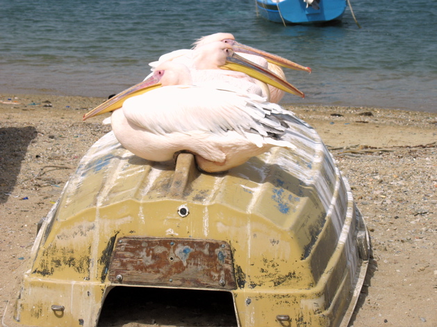 86. Mikonos - flamingo pelicans