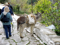 72. Naxos Is., town where we had lunch