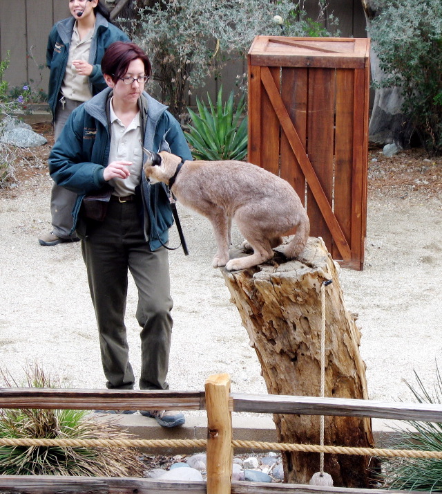 Living Desert Zoo and Plant Ctr, Palm Desert