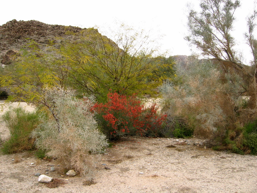 Living Desert Zoo and Plant Ctr, Palm Desert