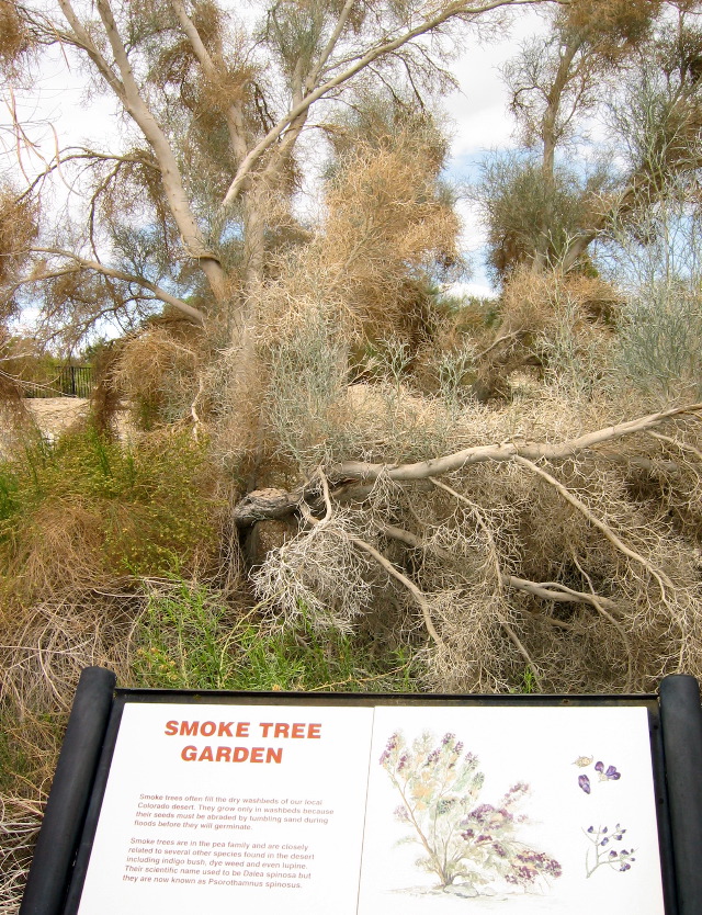 Smoke Tree, Palm Desert