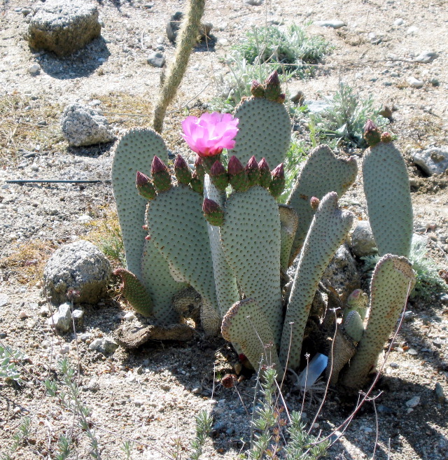 flowering beavertail cactus