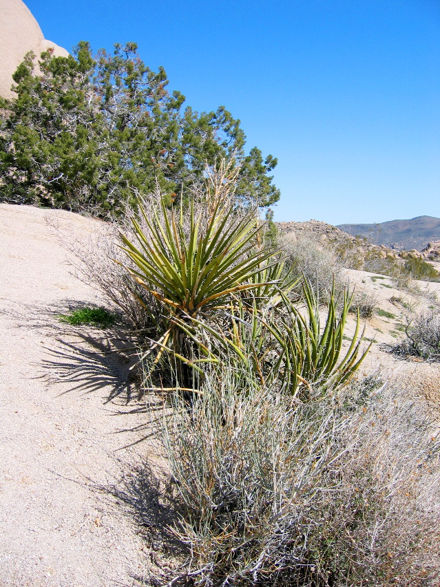 Joshua Tree Natl Park